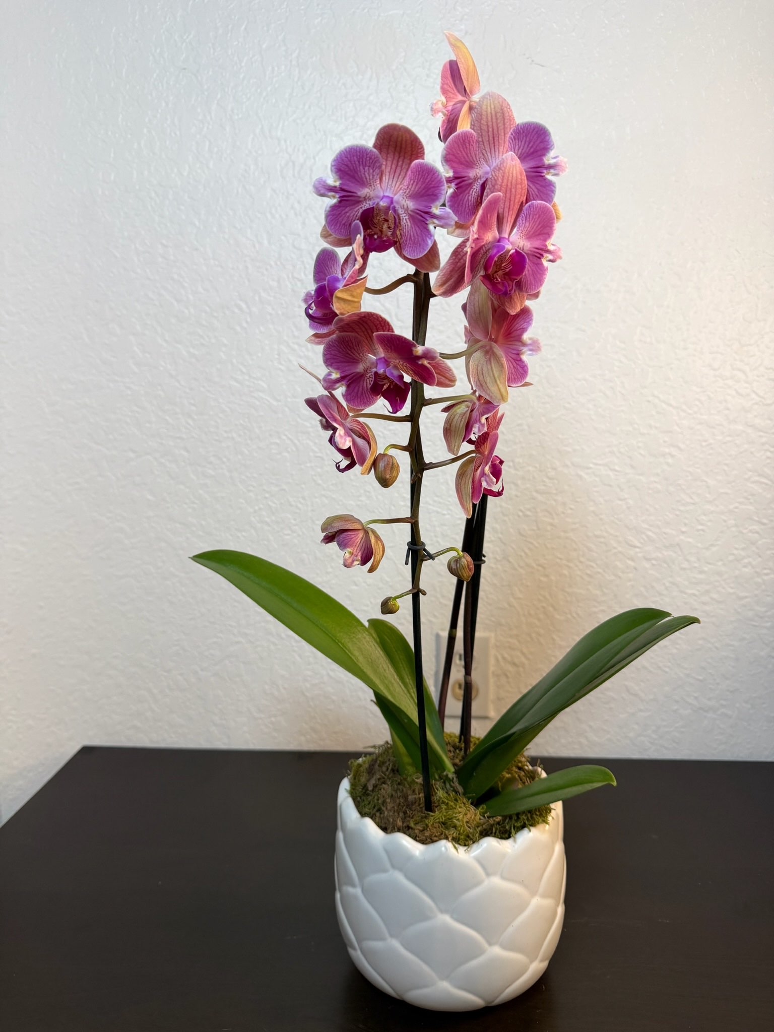 Orchid #4